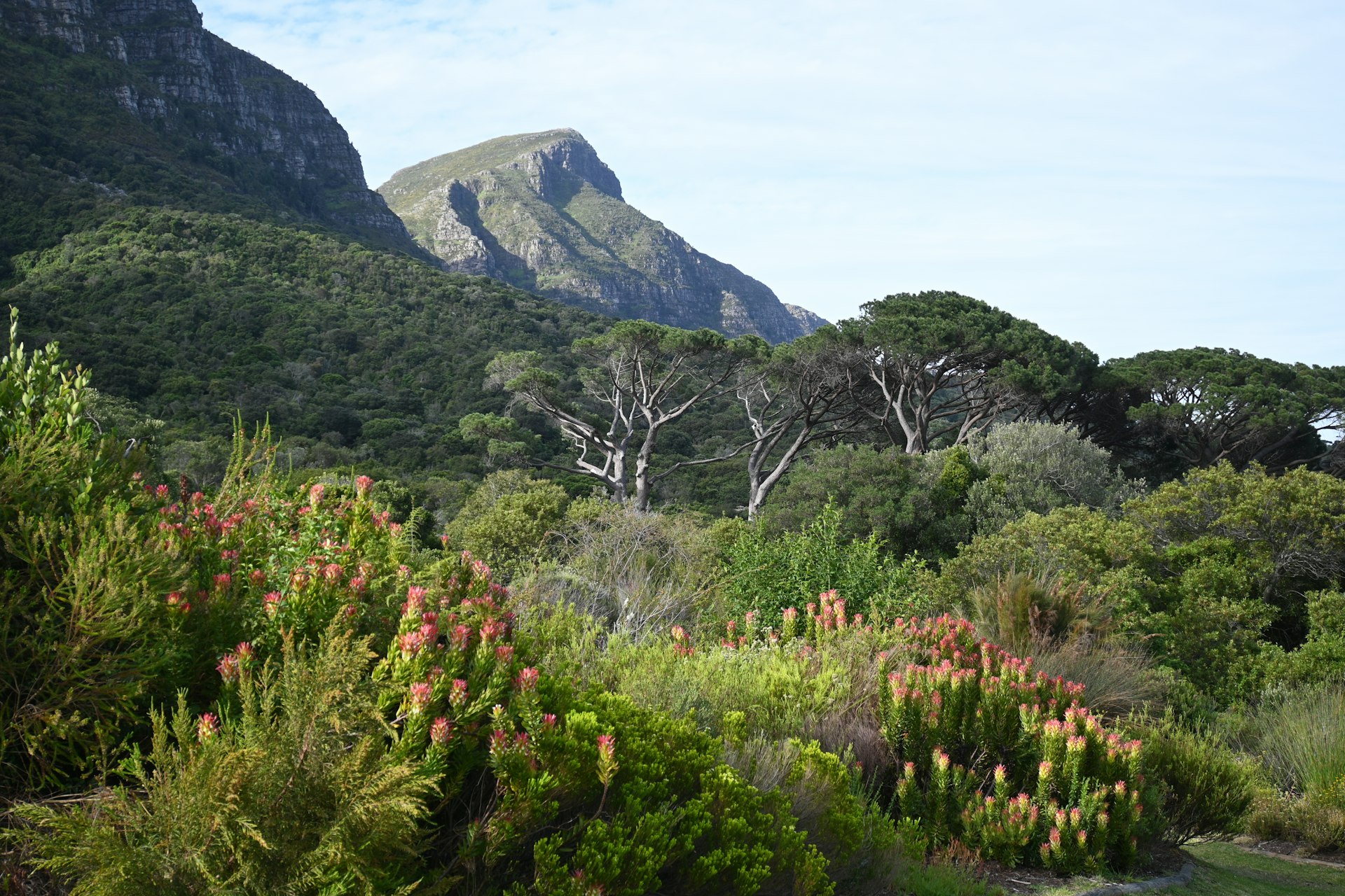 Kirstenbosch Botanical Garden
